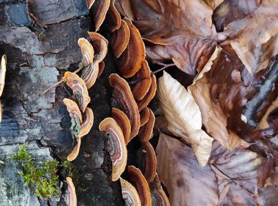 Pevn&iacute;k žltn&uacute;ci