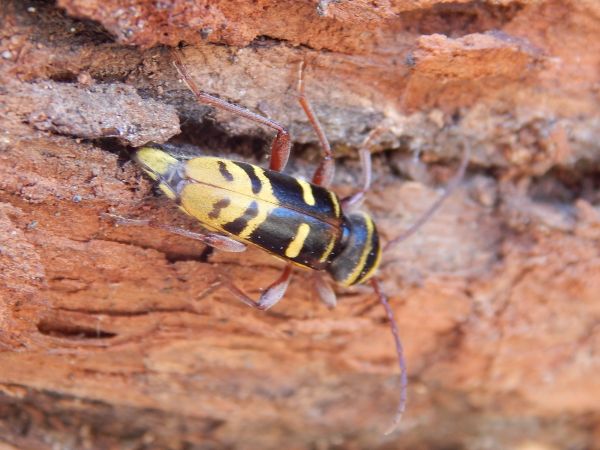 Fuz&aacute;č dubinov&yacute;