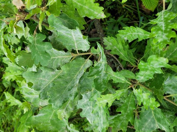 Drobnom&uacute;čka dubov&aacute;