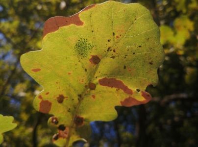 Sietnička dubov&aacute;