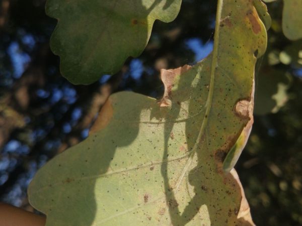 Sietnička dubov&aacute;