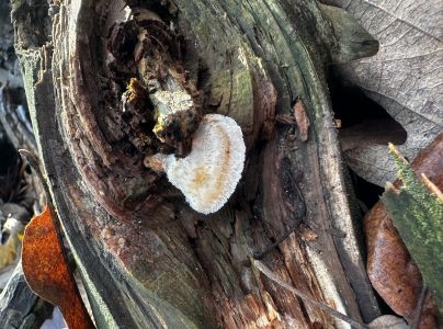 A - nie je v datab&aacute;ze