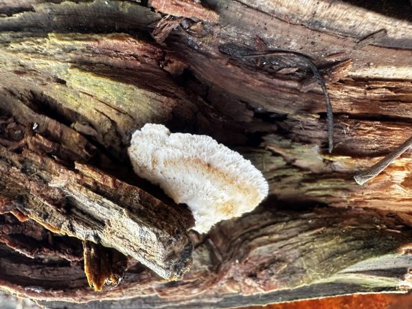 A - nie je v datab&aacute;ze