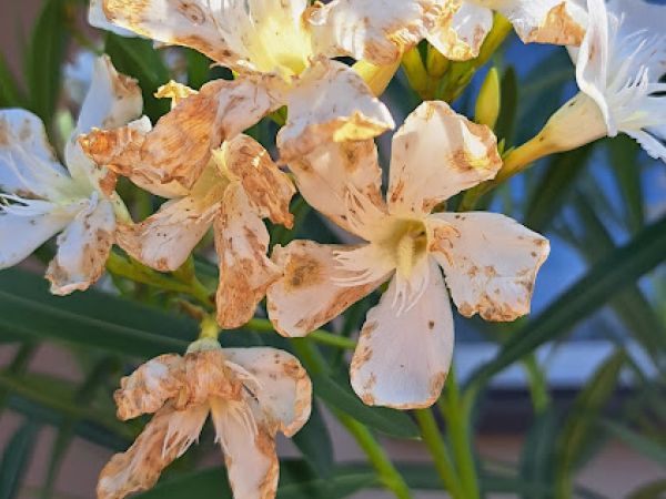 A - nejednoznačne určen&yacute;, nie sme si ist&iacute;