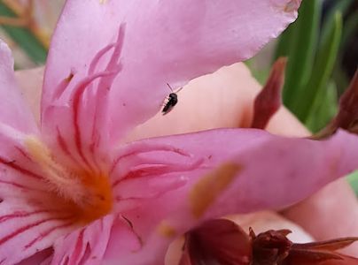 A - nejednoznačne určen&yacute;, nie sme si ist&iacute;