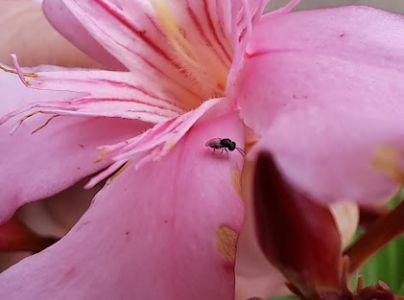 A - nejednoznačne určen&yacute;, nie sme si ist&iacute;