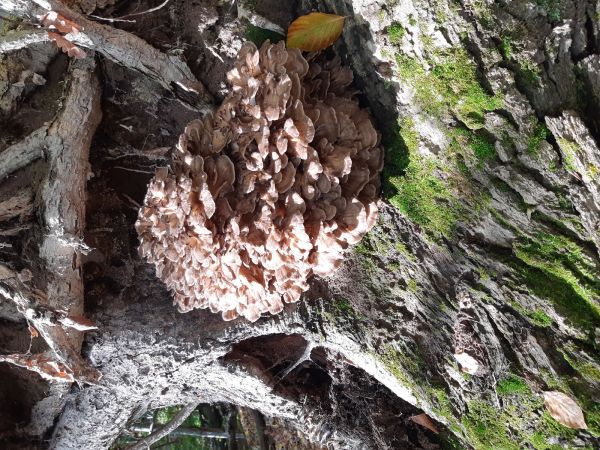 A - nie je v datab&aacute;ze