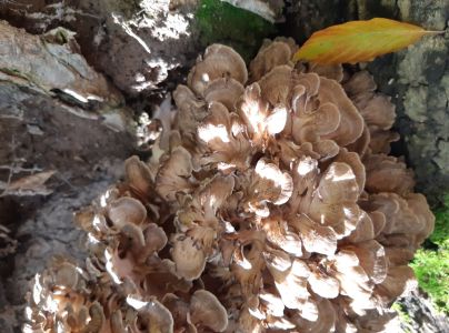 A - nie je v datab&aacute;ze