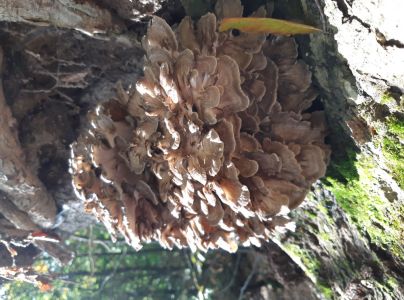 A - nie je v datab&aacute;ze