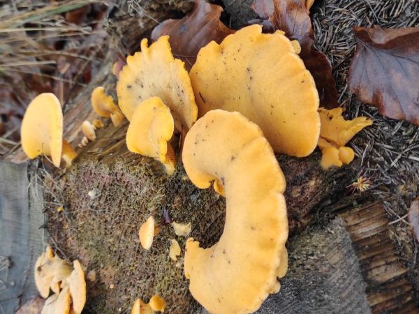 A - nie je v datab&aacute;ze