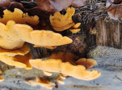 A - nie je v datab&aacute;ze