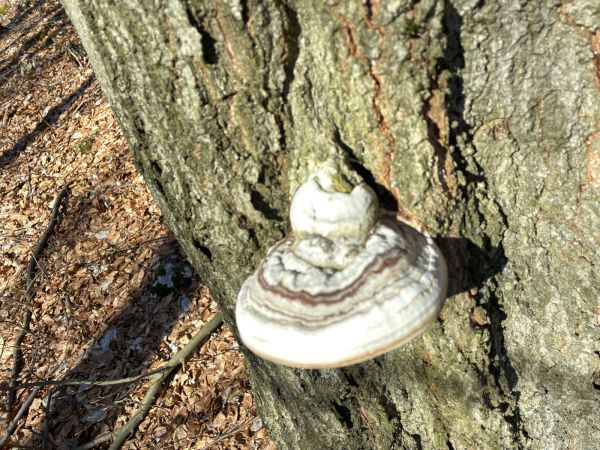 Pr&aacute;chnovec kopytovit&yacute;