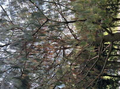 A - nejednoznačne určen&yacute;, nie sme si ist&iacute;