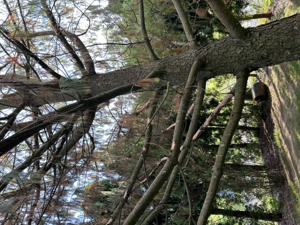 A - nejednoznačne určen&yacute;, nie sme si ist&iacute;