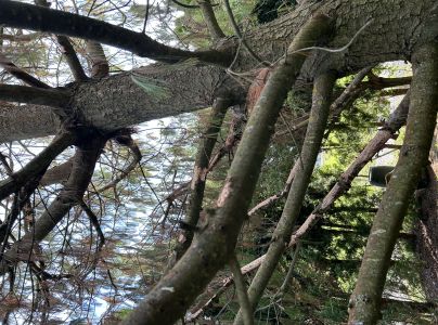 A - nejednoznačne určen&yacute;, nie sme si ist&iacute;