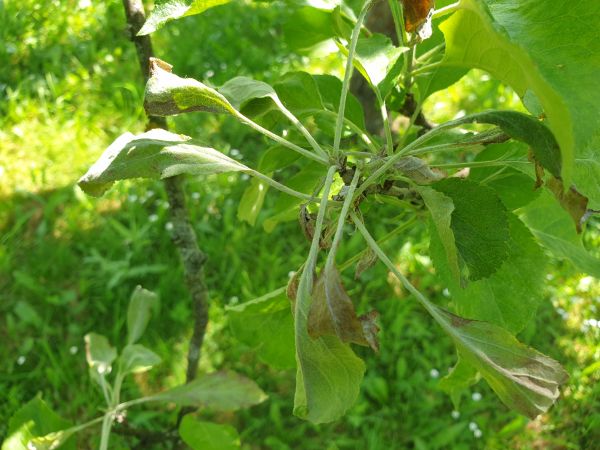 M&uacute;čnatka jabloňov&aacute;