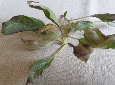 M&uacute;čnatka jabloňov&aacute;