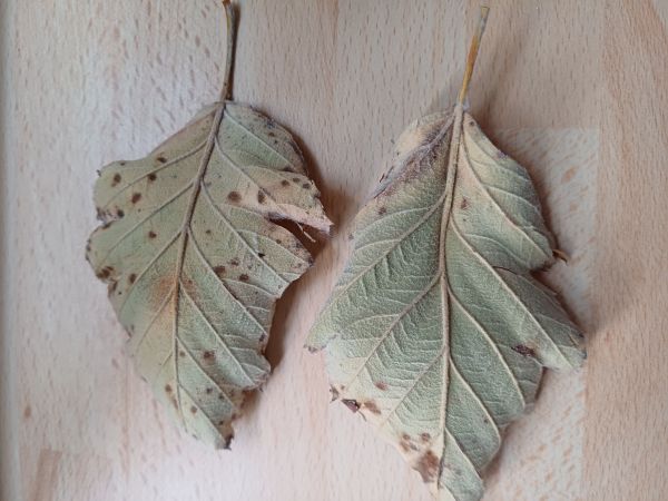 A - nejednoznačne určen&yacute;, nie sme si ist&iacute;