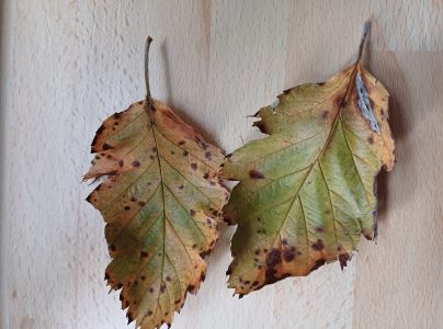 A - nejednoznačne určen&yacute;, nie sme si ist&iacute;