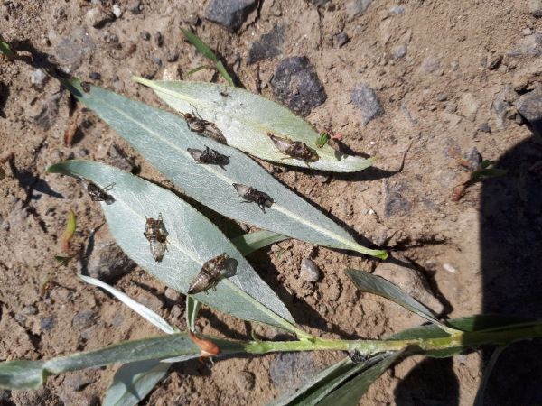 Peniarka vŕbov&aacute;