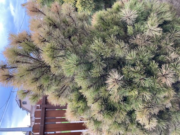 A - nejednoznačne určen&yacute;, nie sme si ist&iacute;