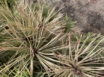 A - nejednoznačne určen&yacute;, nie sme si ist&iacute;