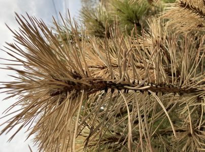 A - nejednoznačne určen&yacute;, nie sme si ist&iacute;