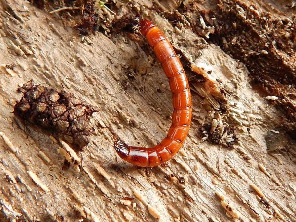 Kov&aacute;čikovit&eacute; Elateridae