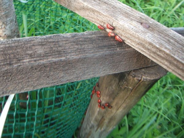 Cifru&scaron;a bezkr&iacute;dla 