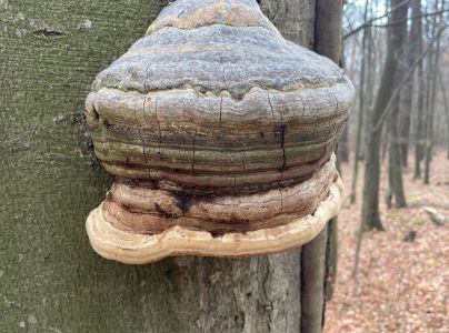 Pr&aacute;chnovec kopytovit&yacute;