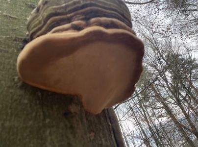 Pr&aacute;chnovec kopytovit&yacute;