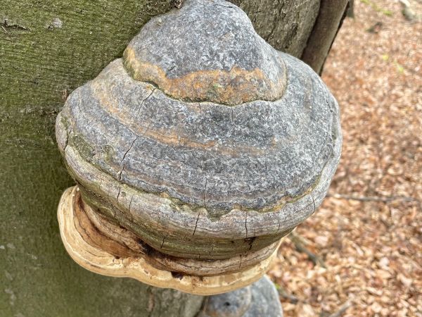 Pr&aacute;chnovec kopytovit&yacute;