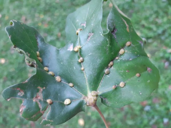 Roztoč Aceria macrochela 