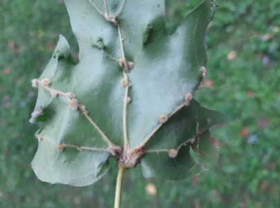 Roztoč Aceria macrochela 