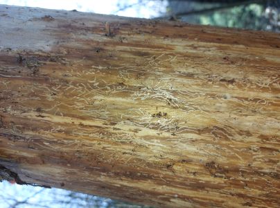 Lykokaz matn&yacute;