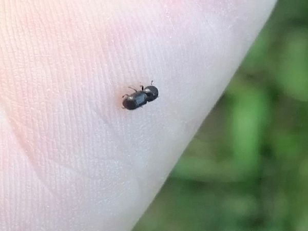 A - nejednoznačne určen&yacute;, nie sme si ist&iacute;