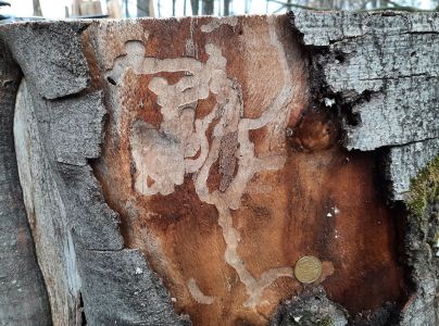 A - nejednoznačne určen&yacute;, nie sme si ist&iacute;