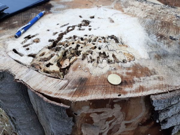 A - nejednoznačne určen&yacute;, nie sme si ist&iacute;