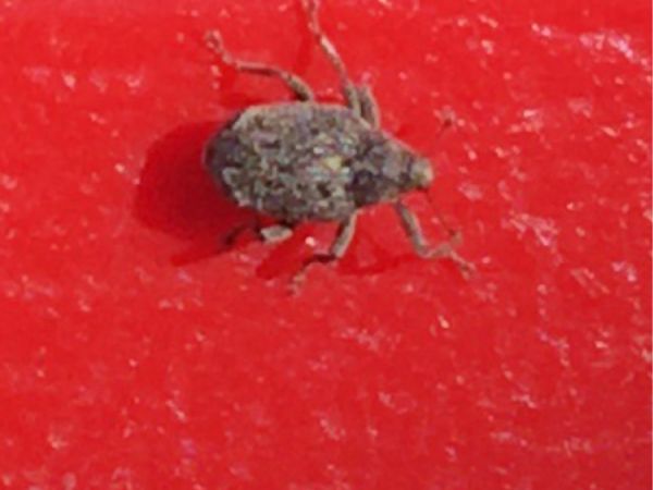 A - nejednoznačne určen&yacute;, nie sme si ist&iacute;