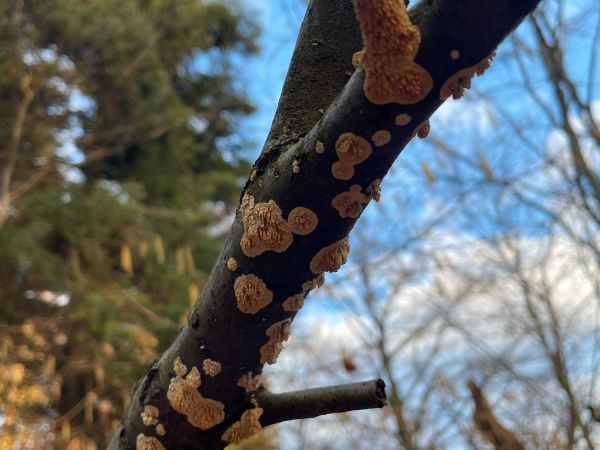 A - nie je v datab&aacute;ze