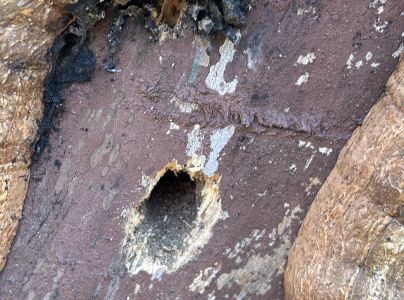 A - nejednoznačne určen&yacute;, nie sme si ist&iacute;