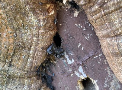 A - nejednoznačne určen&yacute;, nie sme si ist&iacute;