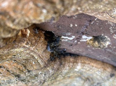 A - nejednoznačne určen&yacute;, nie sme si ist&iacute;