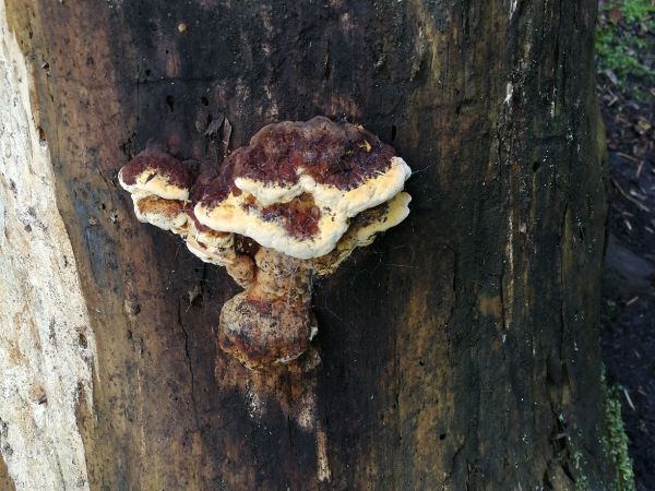 Tr&aacute;movka an&iacute;zov&aacute;