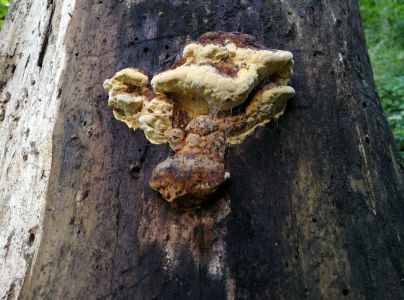 Tr&aacute;movka an&iacute;zov&aacute;