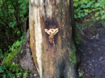 Tr&aacute;movka an&iacute;zov&aacute;