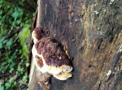 Tr&aacute;movka an&iacute;zov&aacute;