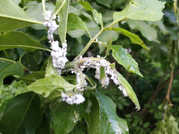 Dutin&aacute;rka orgov&aacute;nov&aacute;  