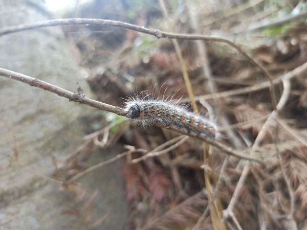 Fal&eacute;ra lipov&aacute;