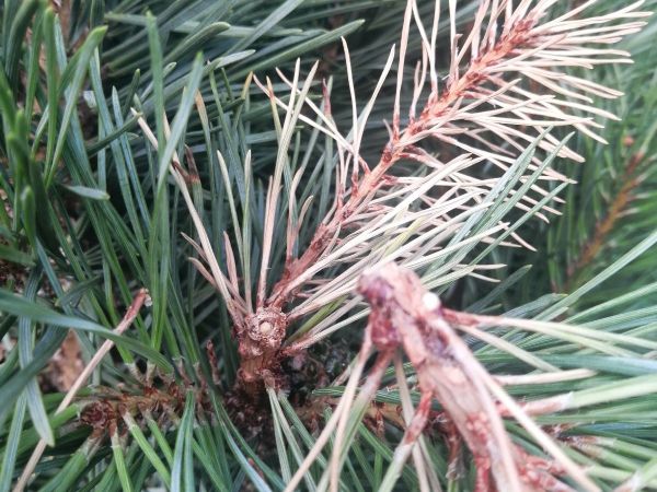 Obaľovač ml&aacute;dnikov&yacute;